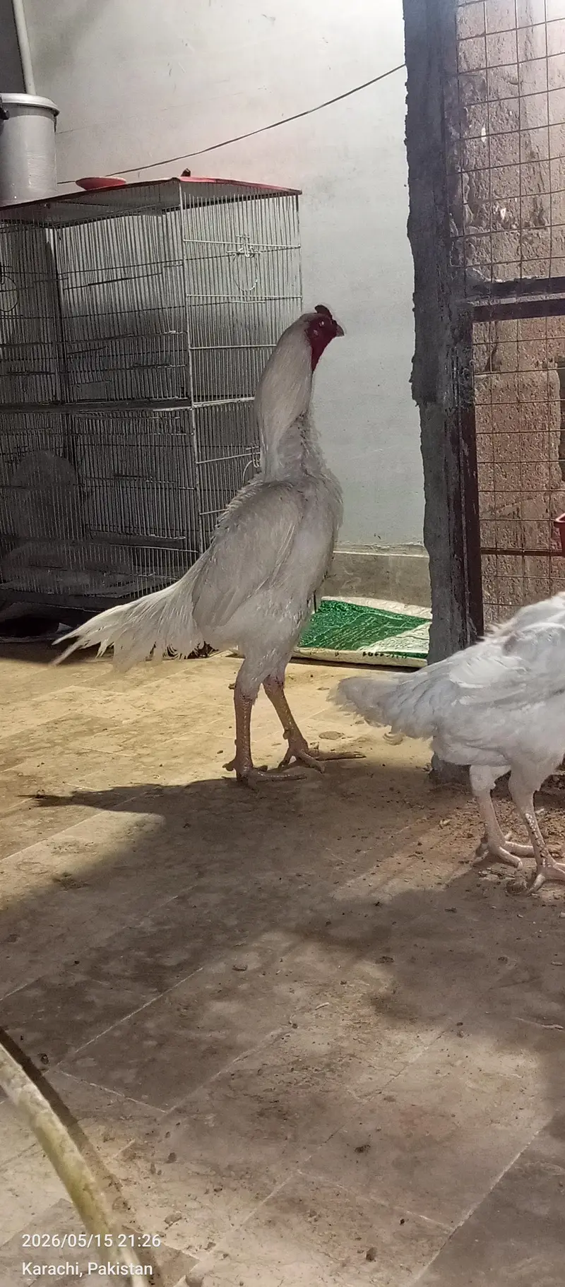 shamoo Trio white — photo 3