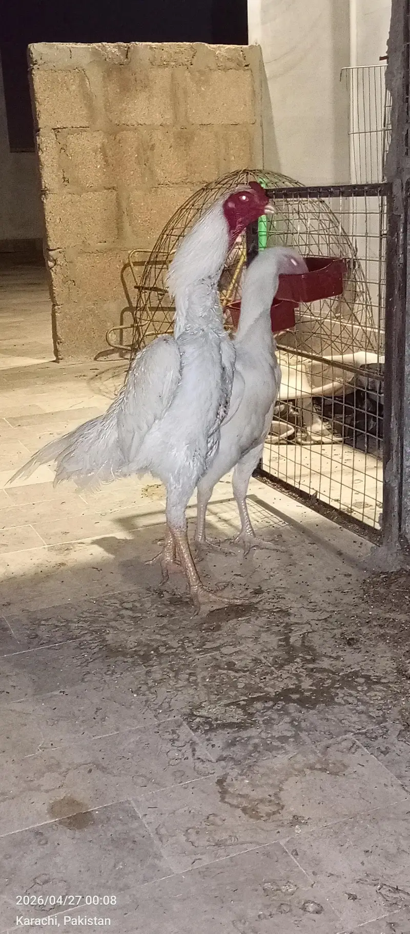 shamoo Trio white — photo 6