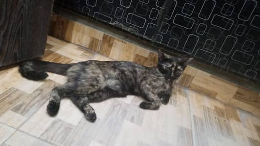 Healthy Persian Mix Kitten – Vaccinated, Playful & Well Groomed