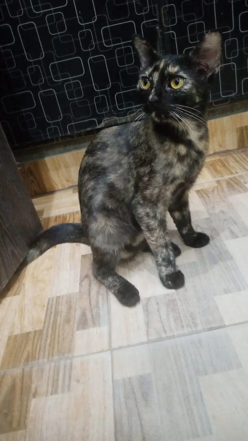 Healthy Persian Mix Kitten – Vaccinated, Playful & Well Groomed — photo 2