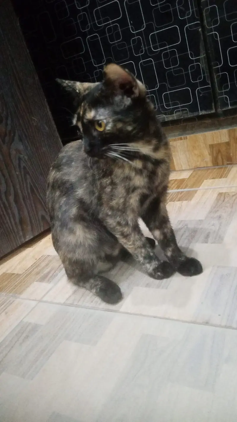 Healthy Persian Mix Kitten – Vaccinated, Playful & Well Groomed — photo 3