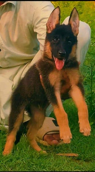 German Shepherd black mass male for sale