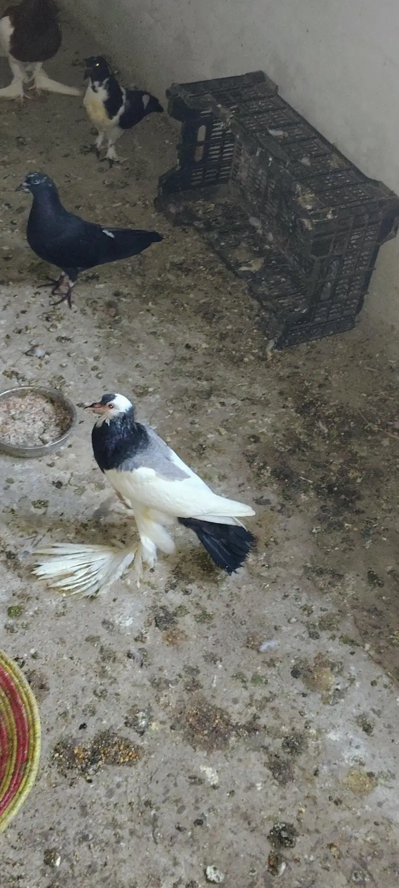 mgpie pigeons — photo 7