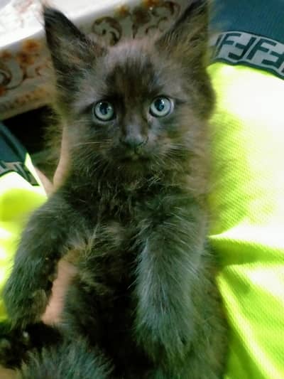 Triple coated persian kittens males