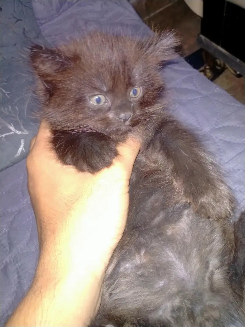 Triple coated persian kittens males — photo 2