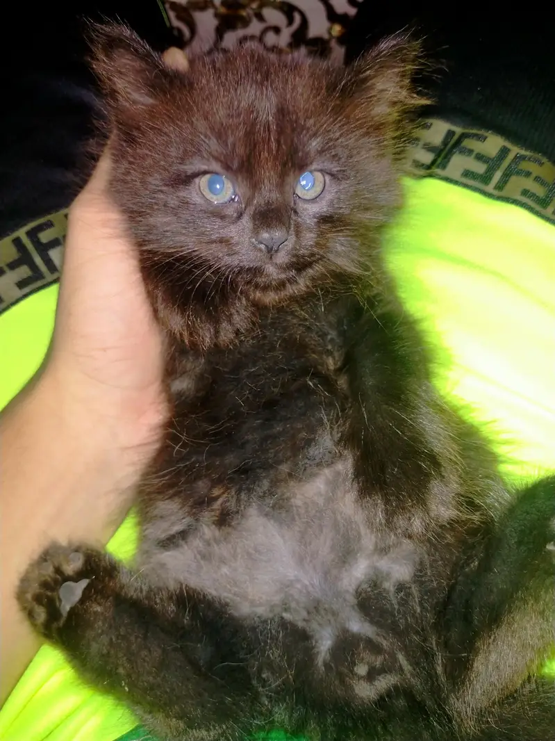 Triple coated persian kittens males — photo 3