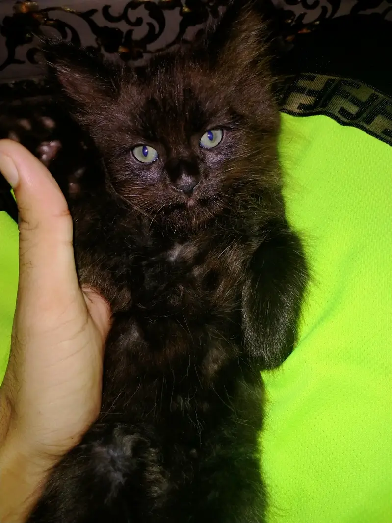 Triple coated persian kittens males — photo 4