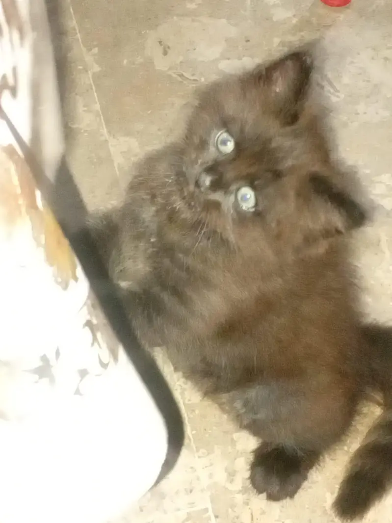 Triple coated persian kittens males — photo 5