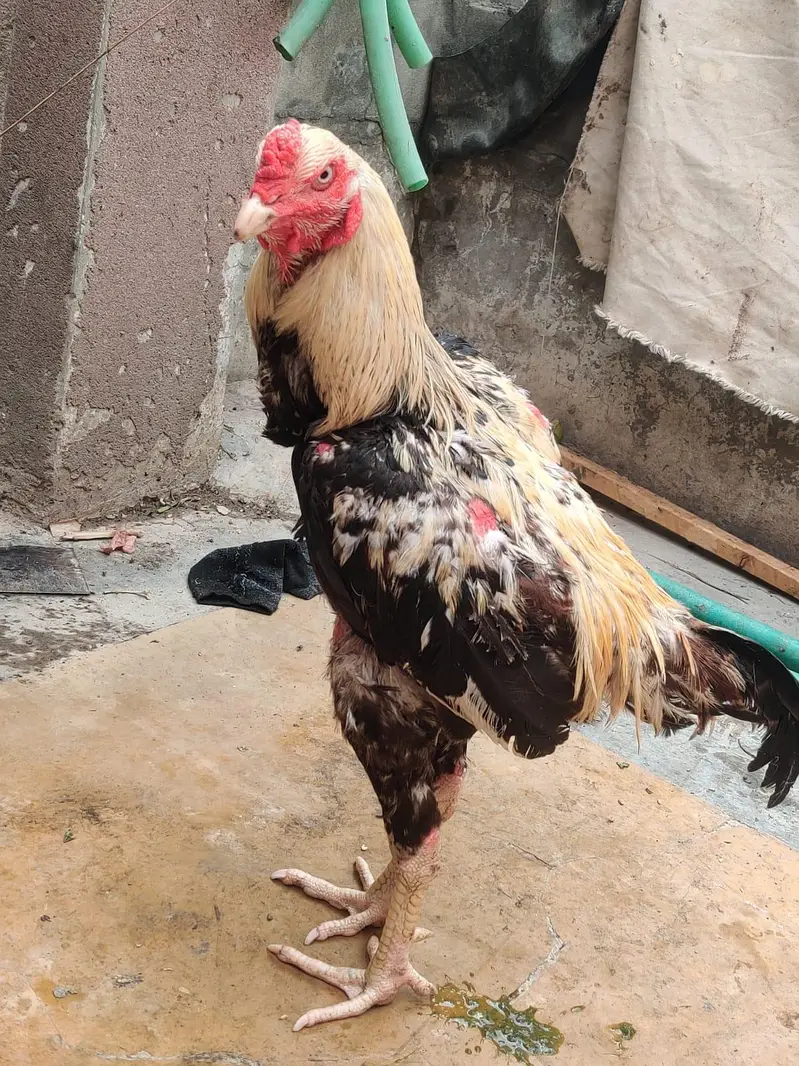 Jawa aseel murga — photo 2