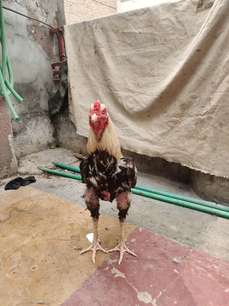 Jawa aseel murga — photo 3