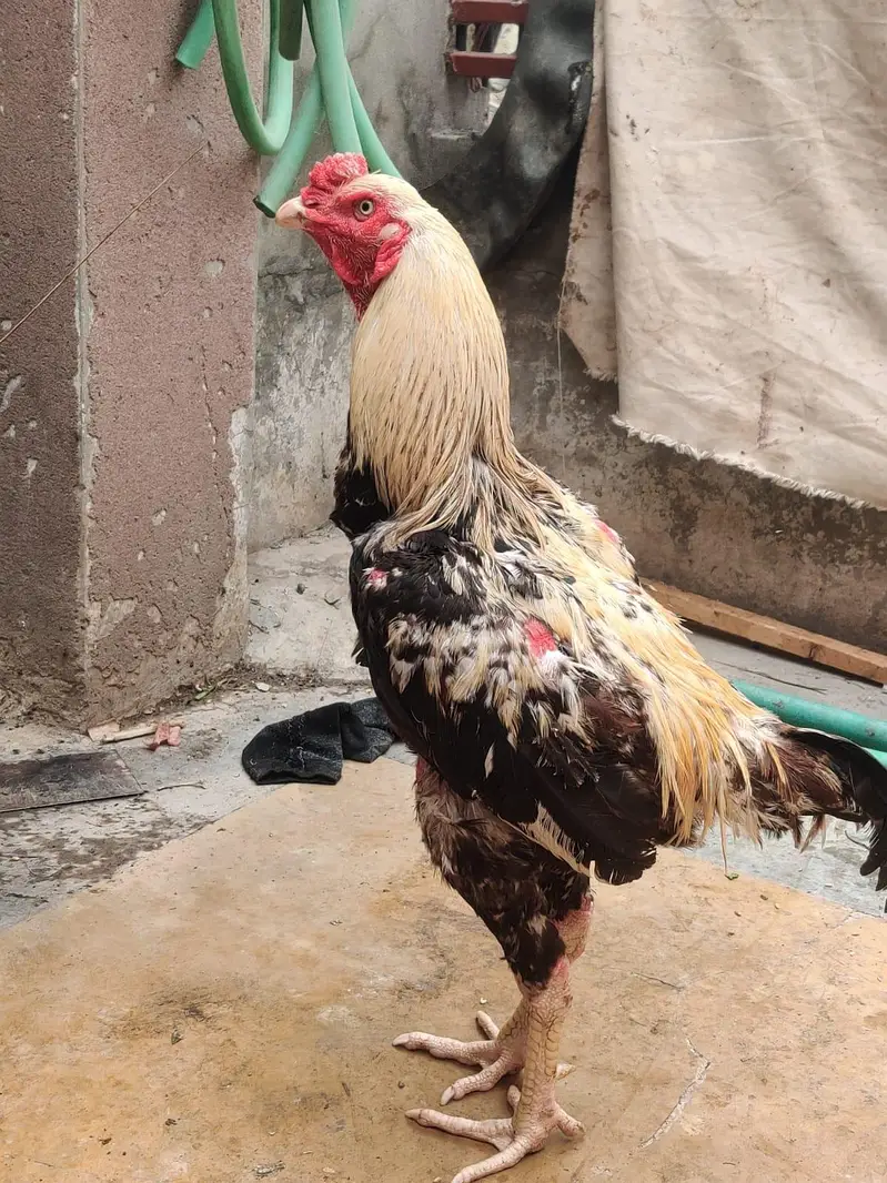 Jawa aseel murga — photo 4