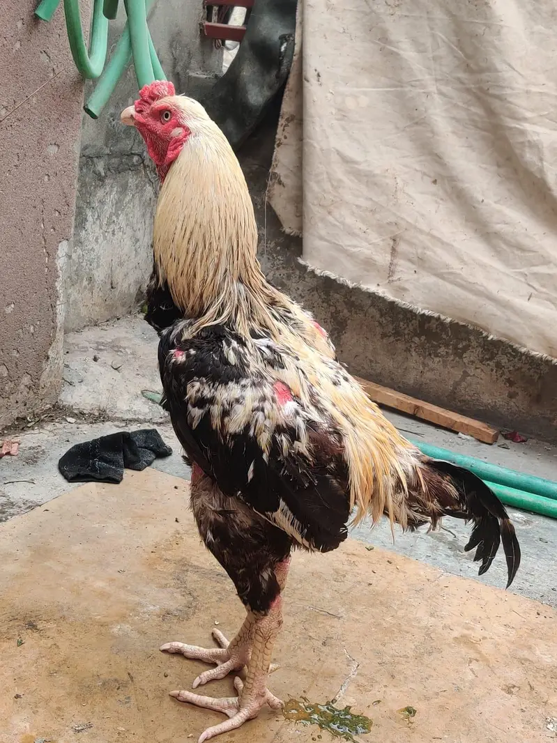 Jawa aseel murga — photo 7