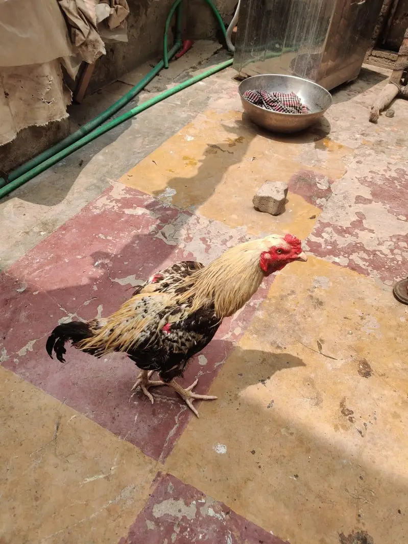 Jawa aseel murga — photo 8