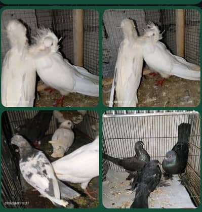 pigeon