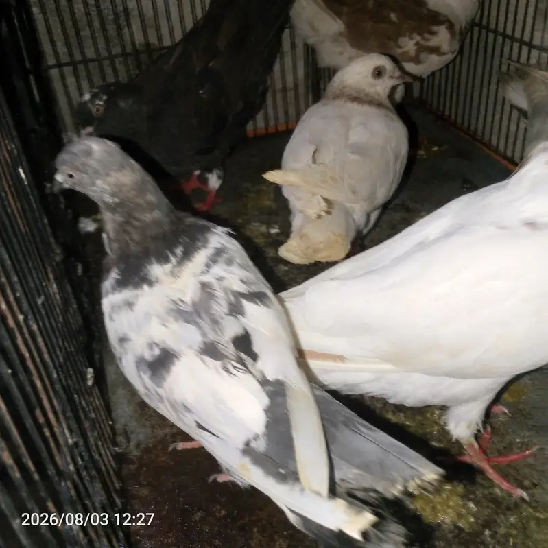 pigeon — photo 2