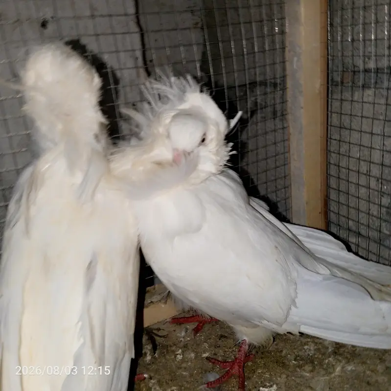 pigeon — photo 3