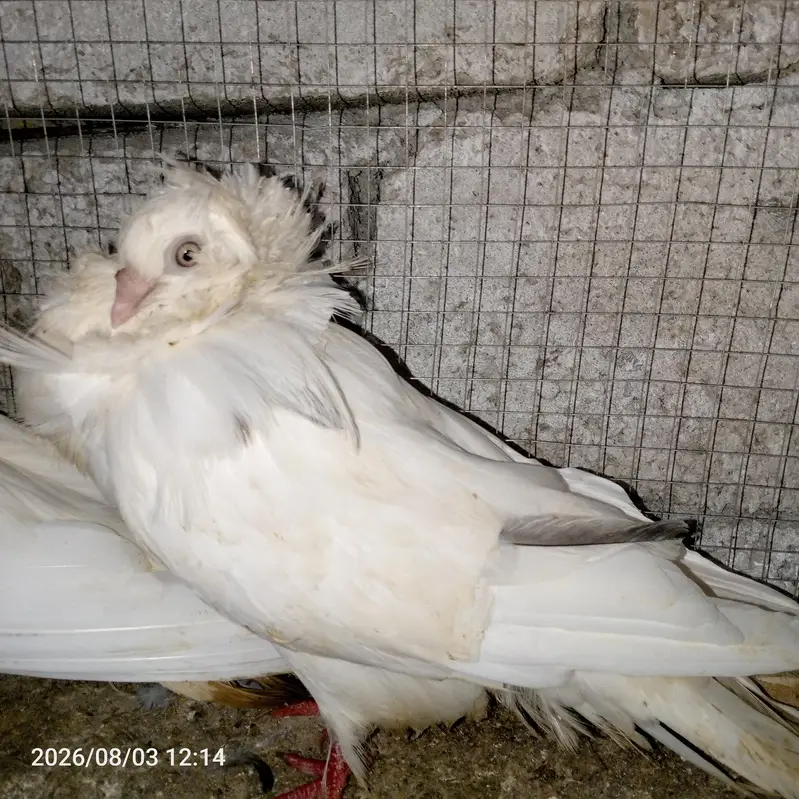 pigeon — photo 4