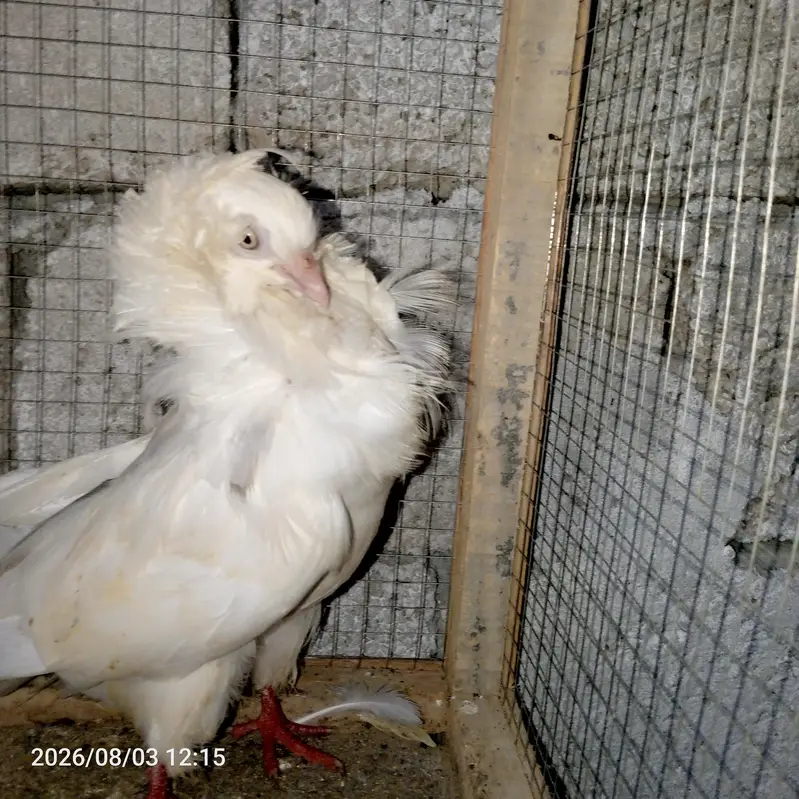 pigeon — photo 5