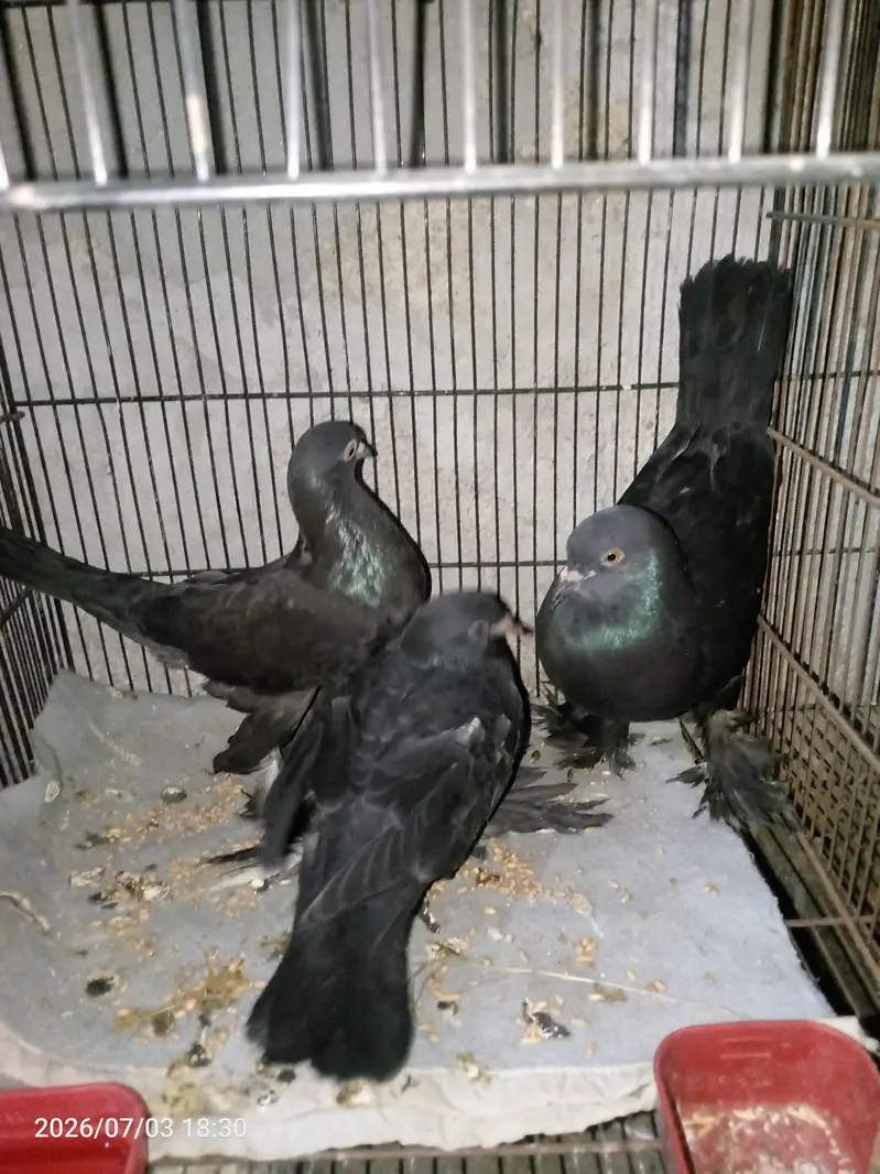 pigeon — photo 6