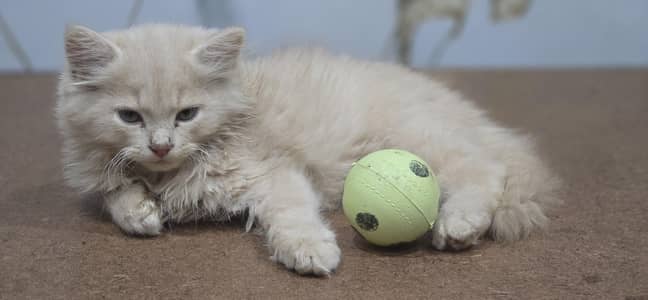 perisan cat