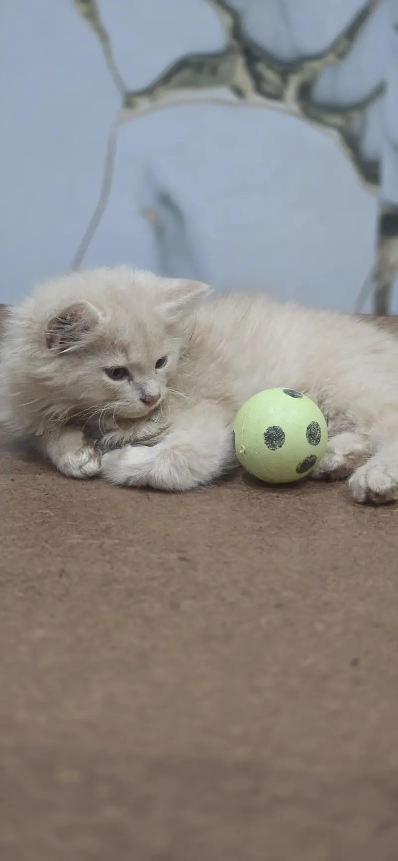perisan cat — photo 2