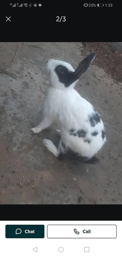 active heldy male breader make
