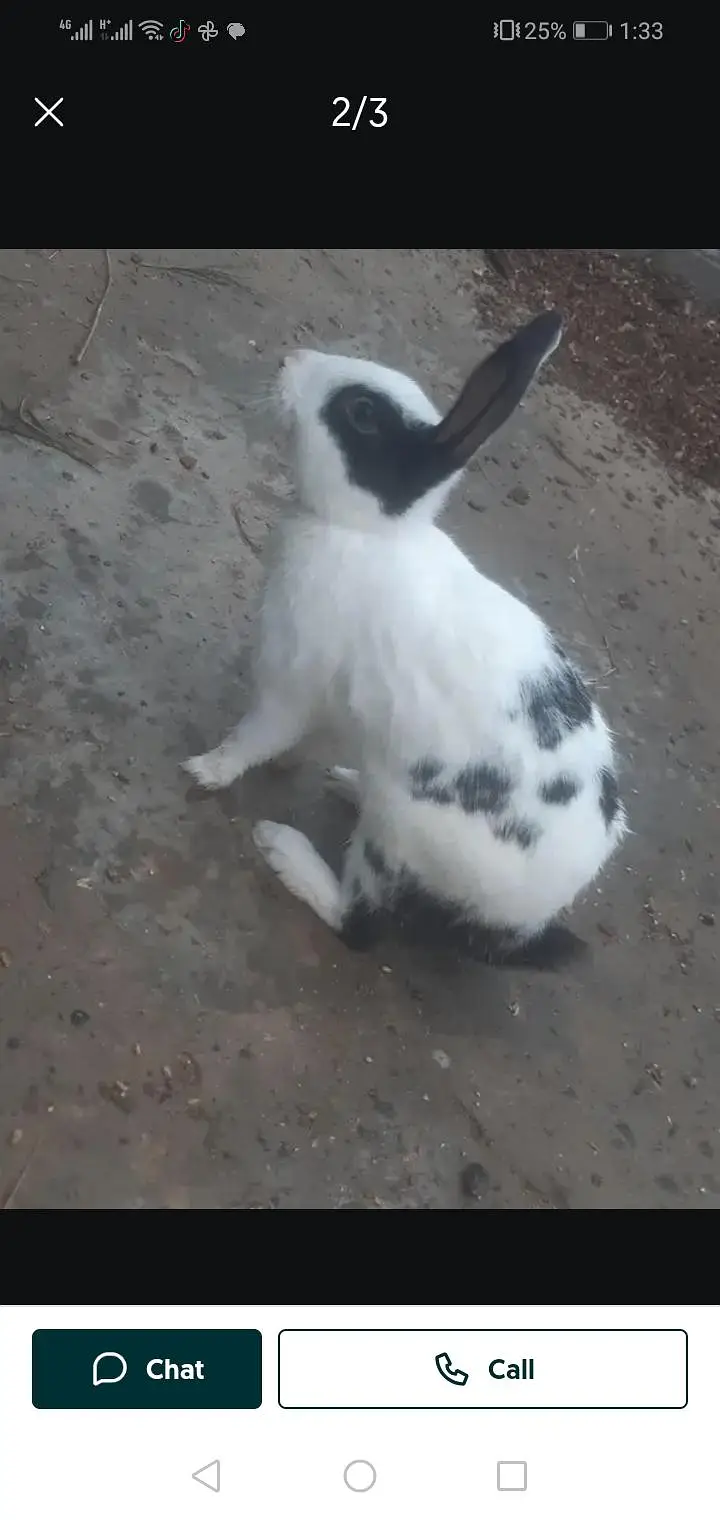 active heldy male breader make