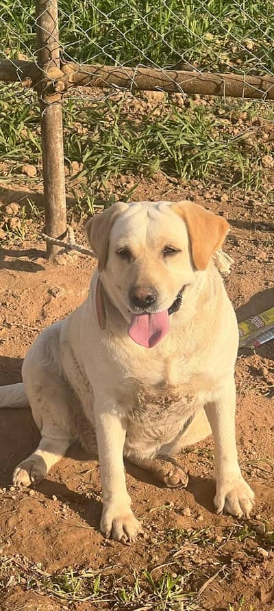 Labrador retriever female for sale healthy and active do br bachy diay