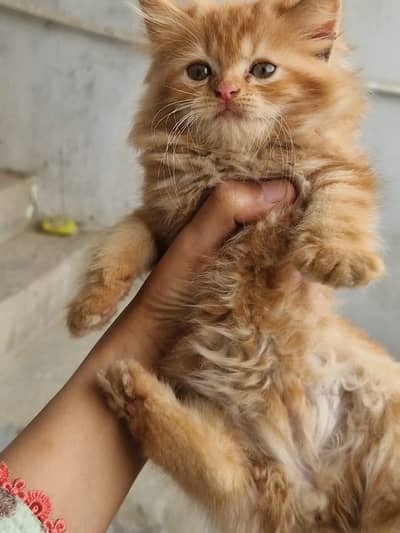 Persian kitten whatp //0 327//// 2662719