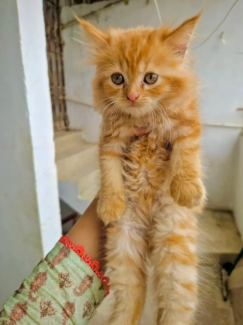 Persian kitten whatp //0 327//// 2662719 — photo 2