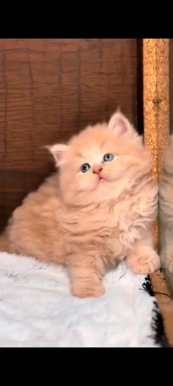 Persian kitten whatp //0 327//// 2662719 — photo 3