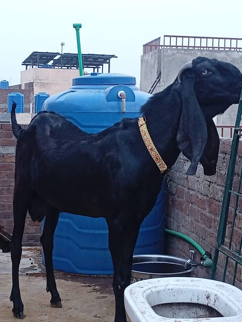 Amritsari 0