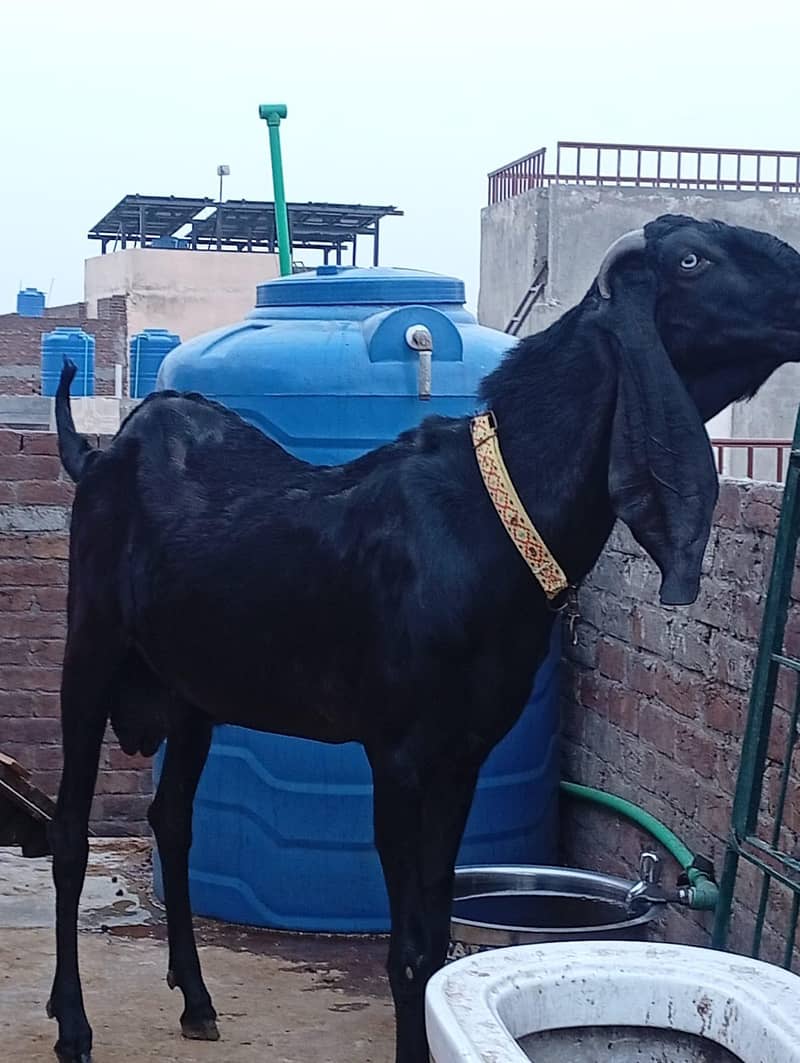 Amritsari 1