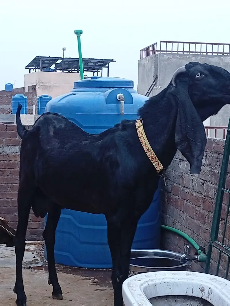 Amritsari — photo 2