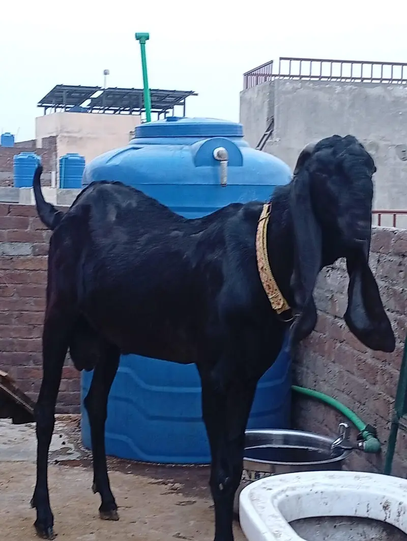 Amritsari — photo 3