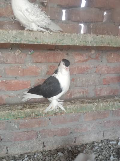 Garman sharzi bareedr male jambo seaz