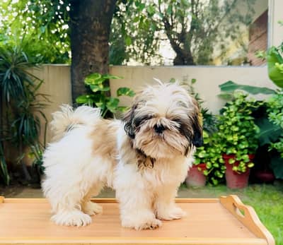 Shihtzu Puppies