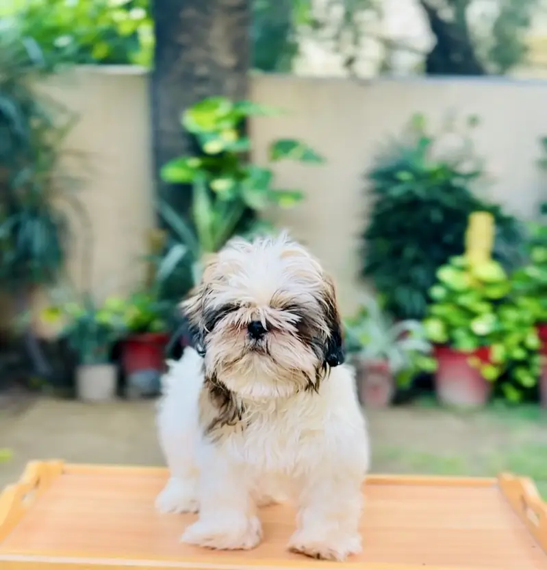 Shihtzu Puppies — photo 2