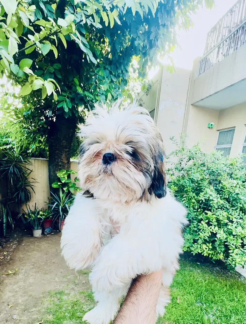 Shihtzu Puppies — photo 3