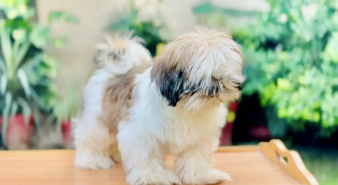 Shihtzu Puppies — photo 4