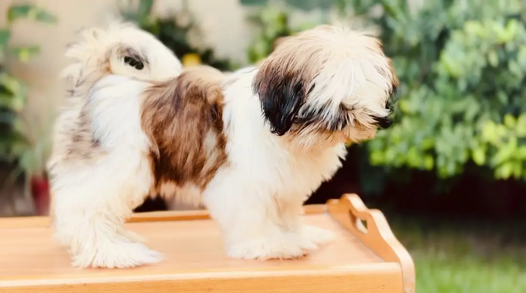 Shihtzu Puppies — photo 5
