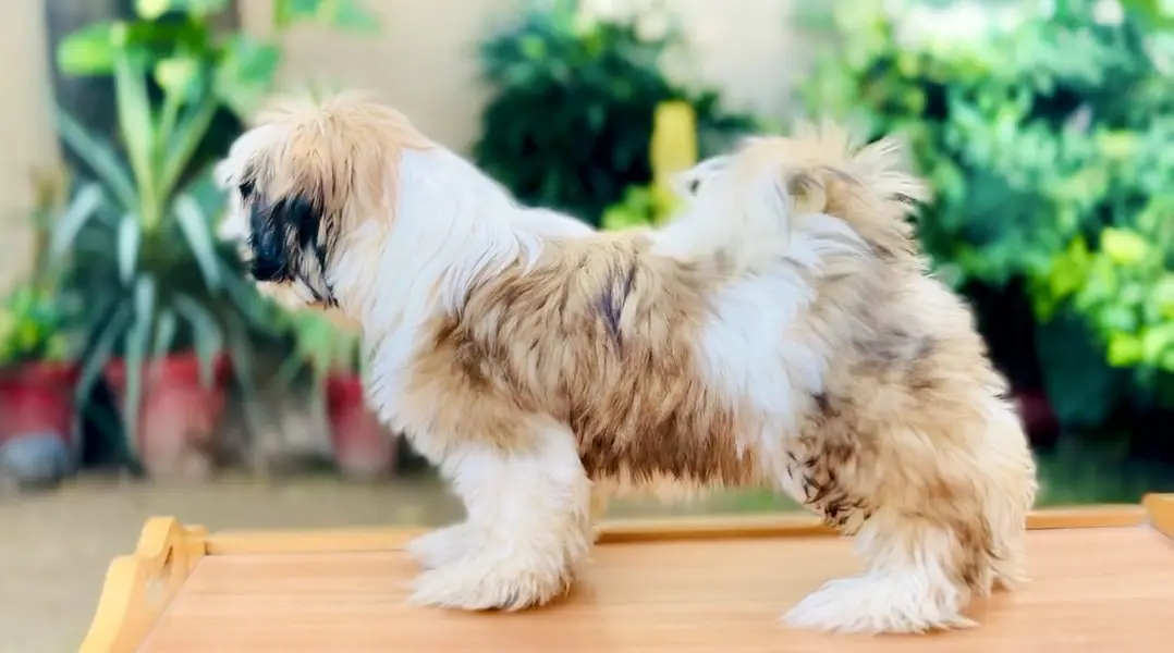 Shihtzu Puppies — photo 6