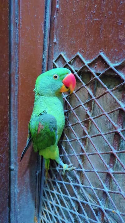 Alexander Parrot Hand tammed also 10 month