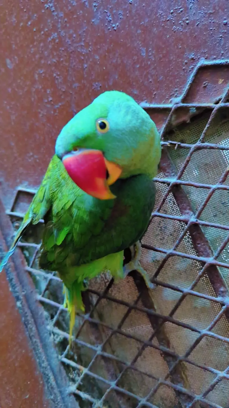 Alexander Parrot Hand tammed also 10 month — photo 2