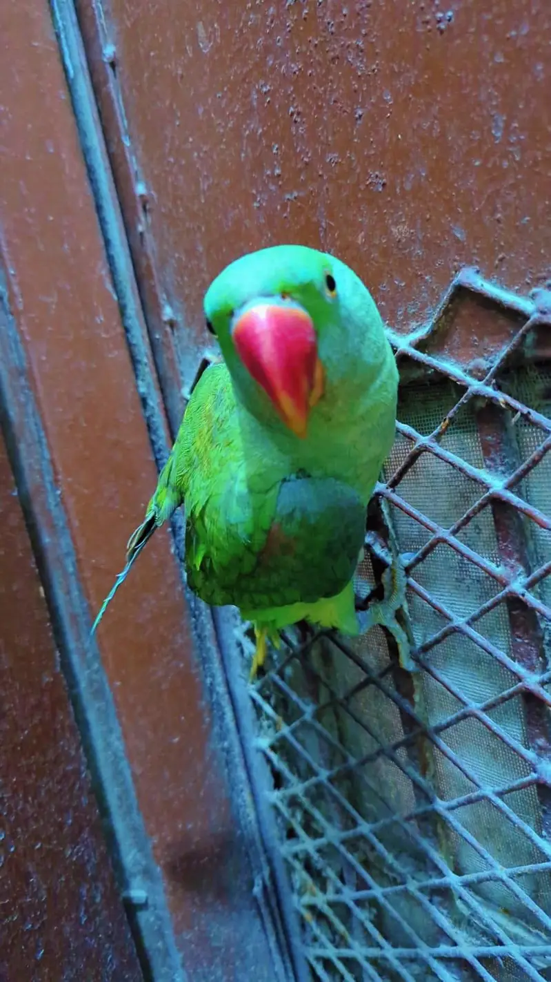 Alexander Parrot Hand tammed also 10 month — photo 3