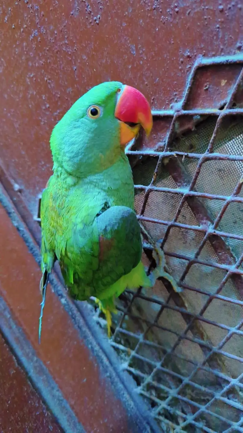 Alexander Parrot Hand tammed also 10 month — photo 4