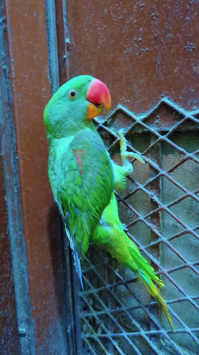 Alexander Parrot Hand tammed also 10 month — photo 5