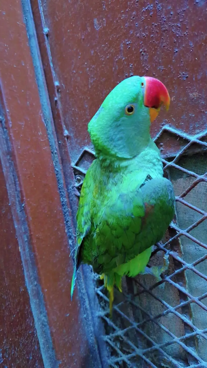 Alexander Parrot Hand tammed also 10 month — photo 6