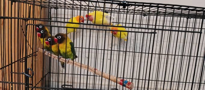LoverBirds For sale