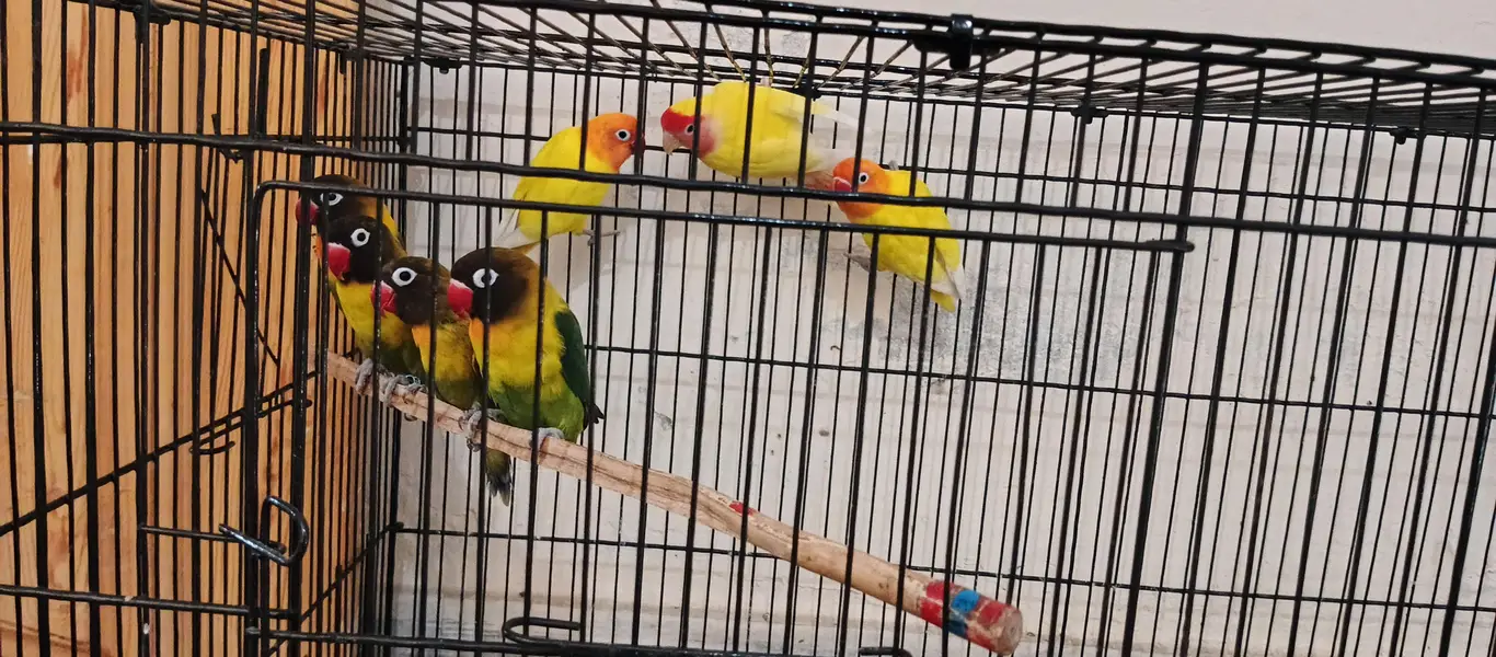 LoverBirds For sale — photo 2